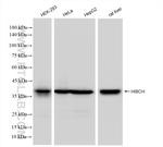 HIBCH Antibody in Western Blot (WB)