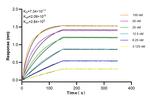 HBQ1 Antibody in Surface plasmon resonance (SPR)