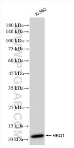 HBQ1 Antibody in Western Blot (WB)