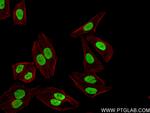 GAR1 Antibody in Immunocytochemistry (ICC/IF)