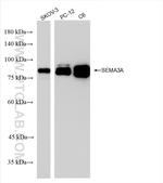 SEMA3A Antibody in Western Blot (WB)