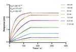 DHRS3 Antibody in Surface plasmon resonance (SPR)