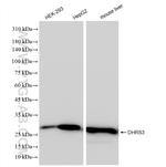 DHRS3 Antibody in Western Blot (WB)