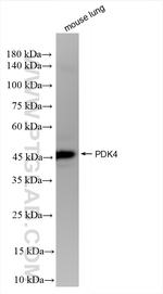 PDK4 Antibody in Western Blot (WB)