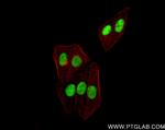 LUC7L Antibody in Immunocytochemistry (ICC/IF)