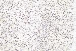 LUC7L Antibody in Immunohistochemistry (Paraffin) (IHC (P))