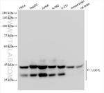 LUC7L Antibody in Western Blot (WB)