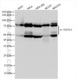 TCF7L1 Antibody in Western Blot (WB)
