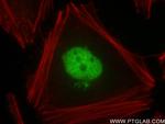INTS4 Antibody in Immunocytochemistry (ICC/IF)