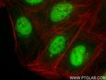 INTS4 Antibody in Immunocytochemistry (ICC/IF)