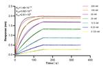 INTS4 Antibody in Surface plasmon resonance (SPR)