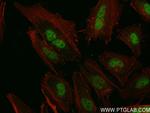 INTS4 Antibody in Immunocytochemistry (ICC/IF)
