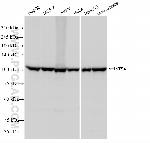 INTS4 Antibody in Western Blot (WB)