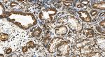 Drebrin Antibody in Immunohistochemistry (Paraffin) (IHC (P))