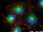 GPSN2 Antibody in Immunocytochemistry (ICC/IF)