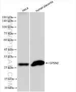 GPSN2 Antibody in Western Blot (WB)