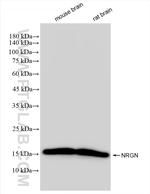 Neurogranin Antibody in Western Blot (WB)