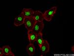 SENP1 Antibody in Immunocytochemistry (ICC/IF)