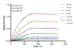 SENP1 Antibody in Surface plasmon resonance (SPR)