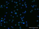 Flotillin 1 Antibody in Immunocytochemistry (ICC/IF)