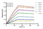 Flotillin 1 Antibody in Surface plasmon resonance (SPR)