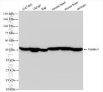 Flotillin 1 Antibody in Western Blot (WB)