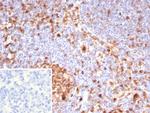 Caspase 3 (Pro and Active Form) Antibody in Immunohistochemistry (Paraffin) (IHC (P))