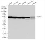 RUFY3 Antibody in Western Blot (WB)