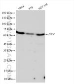 Cryptochrome 1 Antibody in Western Blot (WB)