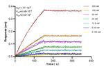 C11orf67 Antibody in Surface plasmon resonance (SPR)