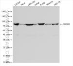 PIK3R2 Antibody in Western Blot (WB)