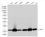 POMP Antibody in Western Blot (WB)