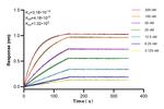 ATM Antibody in Surface plasmon resonance (SPR)