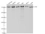 ATM Antibody in Western Blot (WB)