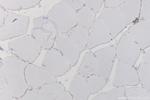 Dystrophin Antibody in Immunohistochemistry (Paraffin) (IHC (P))