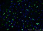 Dystrophin Antibody in Immunohistochemistry (PFA fixed) (IHC (PFA))
