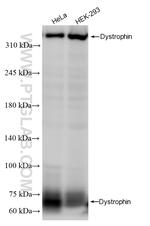 Dystrophin Antibody in Western Blot (WB)