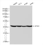 AP1M1 Antibody in Western Blot (WB)