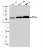 TRIM46 Antibody in Western Blot (WB)