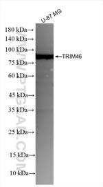TRIM46 Antibody in Western Blot (WB)