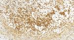 CNOT4 Antibody in Immunohistochemistry (Paraffin) (IHC (P))