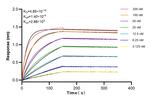 CNOT4 Antibody in Surface plasmon resonance (SPR)