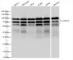 CNOT4 Antibody in Western Blot (WB)