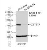ZBTB7A Antibody in Western Blot (WB)