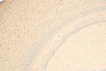 Presenilin-1 Antibody in Immunohistochemistry (Paraffin) (IHC (P))