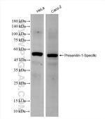 Presenilin-1 Antibody in Western Blot (WB)