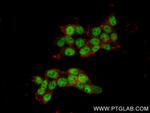 C1orf83 Antibody in Immunocytochemistry (ICC/IF)