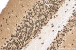 C1orf83 Antibody in Immunohistochemistry (Paraffin) (IHC (P))