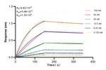 Timp-3 Antibody in Surface plasmon resonance (SPR)