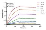 UBC12 Antibody in Surface plasmon resonance (SPR)